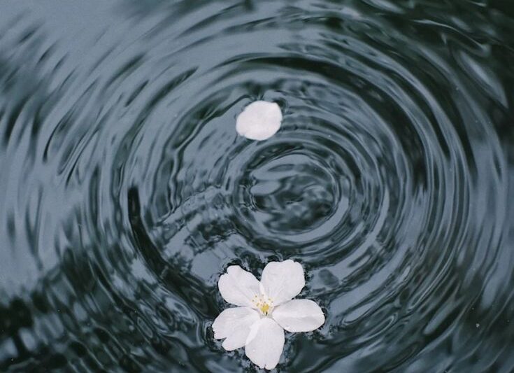 Fleur de cerisiers