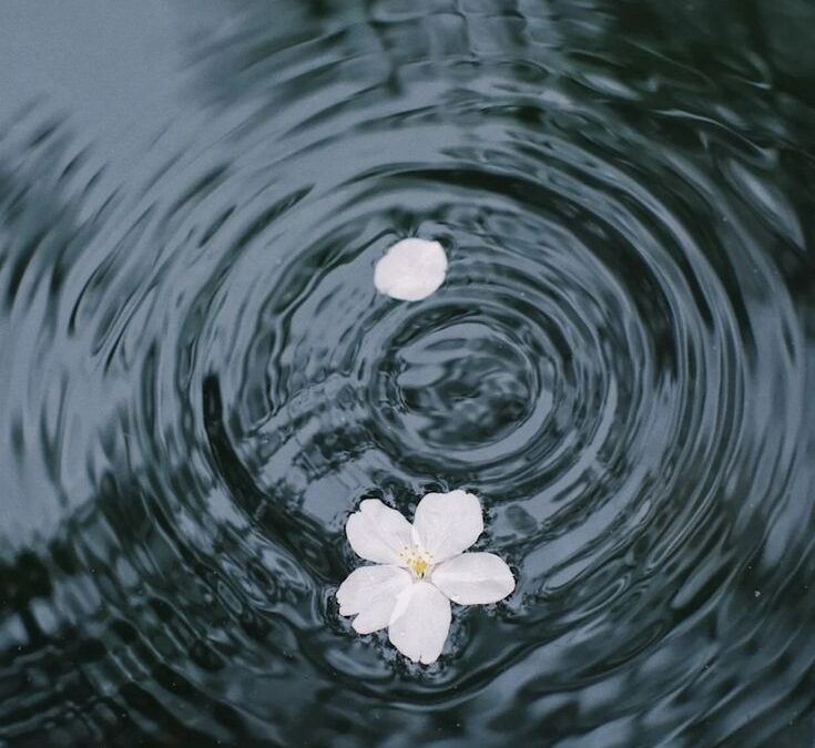 Fleur de cerisiers