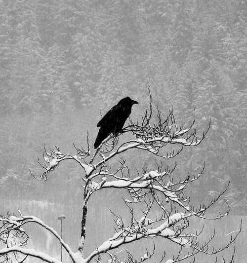Couleur noir de jais