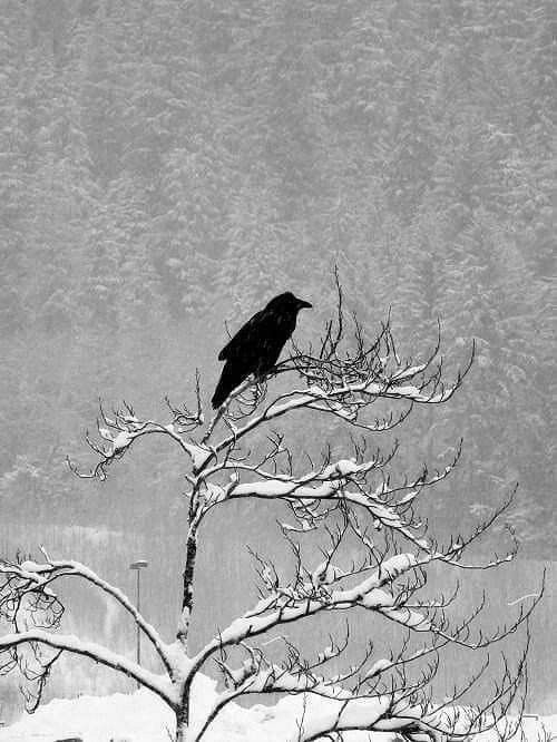 Couleur noir de jais