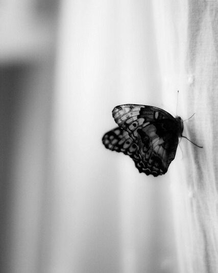 Papillon s’abreuvant