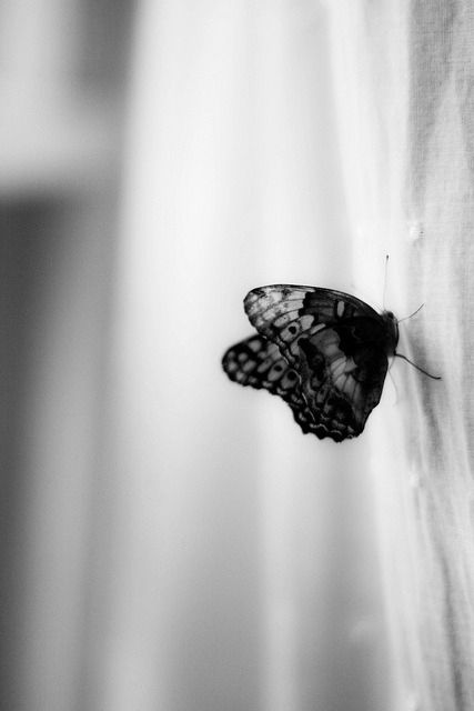 Papillon s’abreuvant