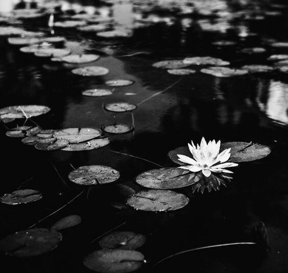 Fleurs vers le soleil