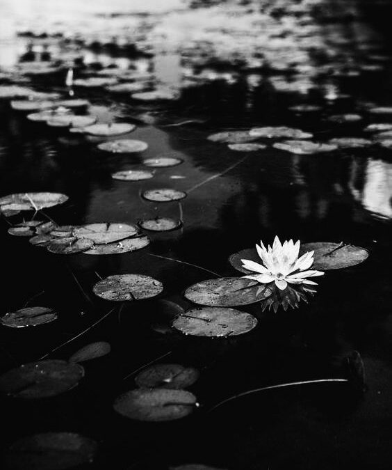 Fleurs vers le soleil