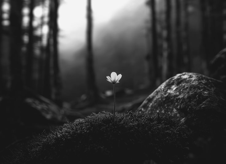 Fleur solitaire