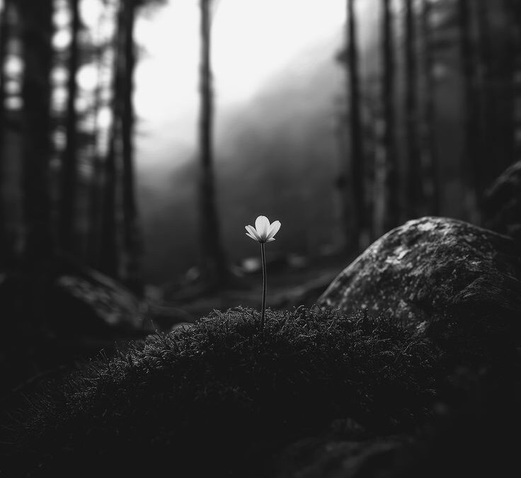 Fleur solitaire