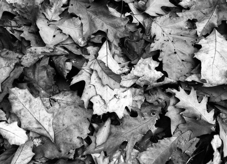 Merles sur les feuilles
