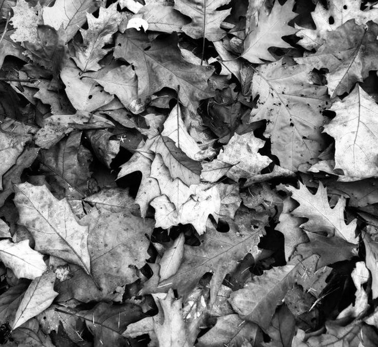Merles sur les feuilles