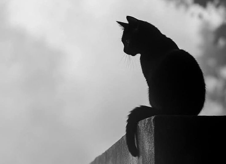 Chat sur le muret