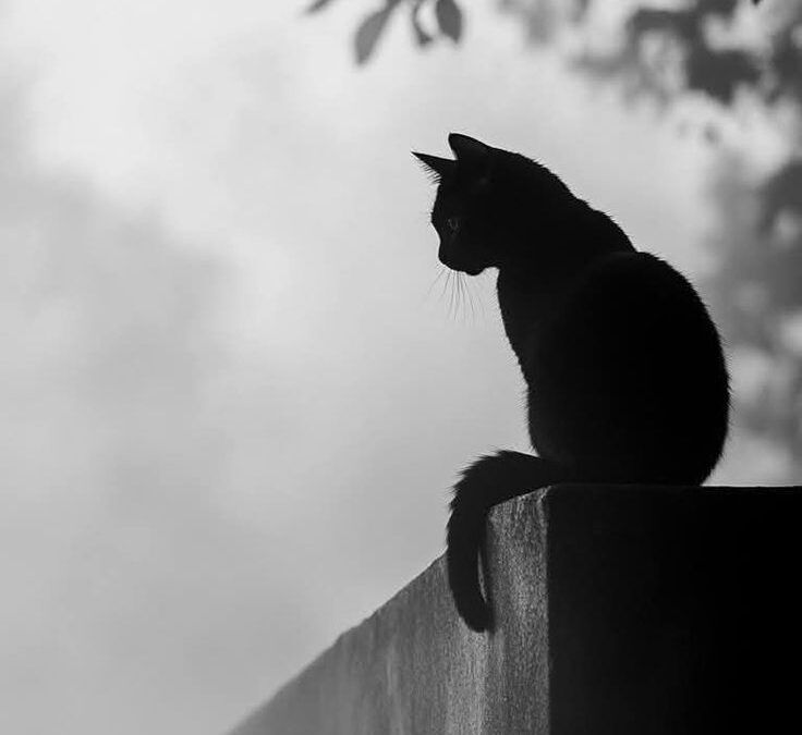 Chat sur le muret